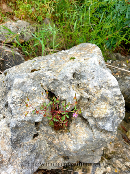 Rock_Flowers4_5.18.19_TWW