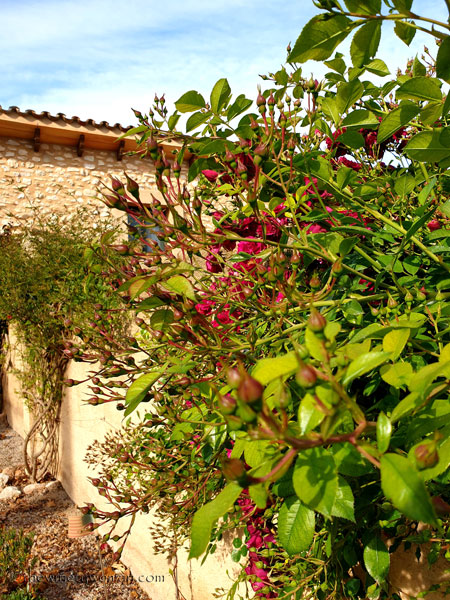 Rosebush10_5.15.19_TWW