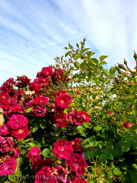 Rosebush11_5.15.19_TWW