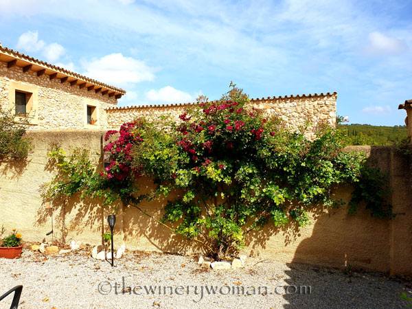 Rosebush3_5.15.19_TWW