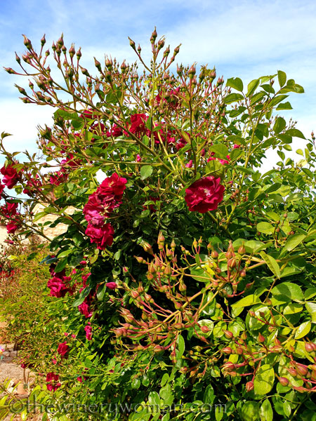 Rosebush6_5.15.19_TWW