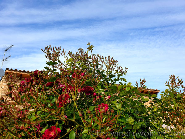 Rosebush7_5.15.19_TWW