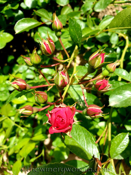 Rosebush_5.15.19_TWW