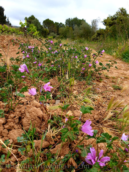 Vineyard_walk10_5.7.19_TWW