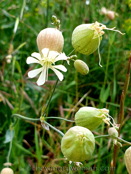 Vineyard_walk12_5.7.19_TWW