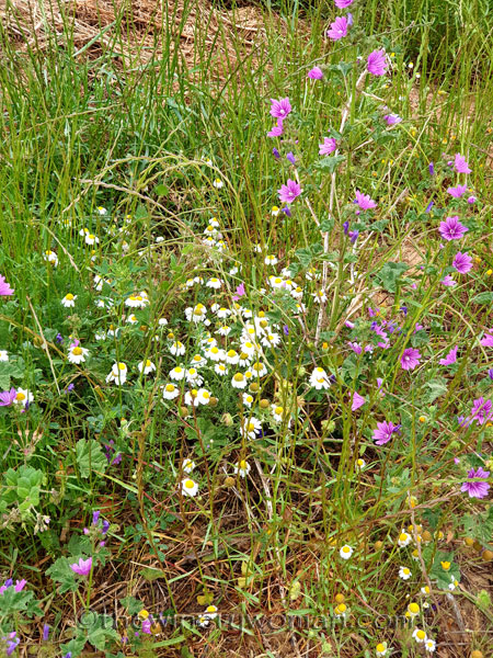 Vineyard_walk13_5.7.19_TWW