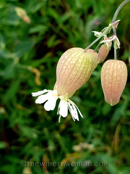 Vineyard_walk2_5.7.19_TWW