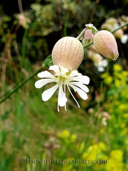 Vineyard_walk3_5.7.19_TWW