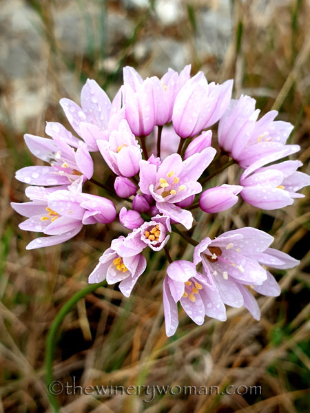 Vineyard_walk5_5.7.19_TWW