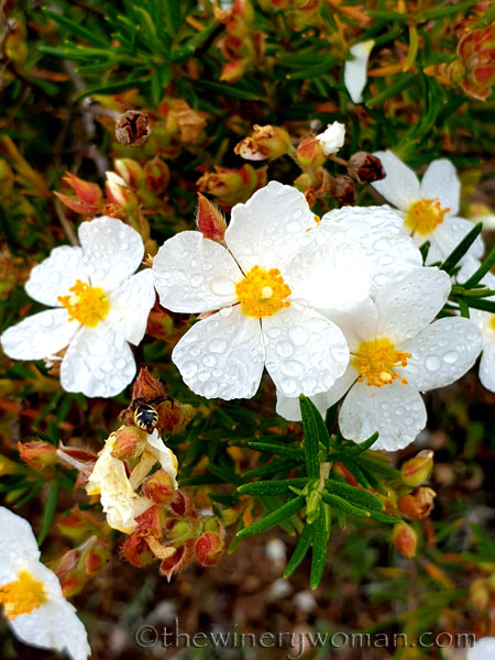 Vineyard_walk7_5.7.19_TWW