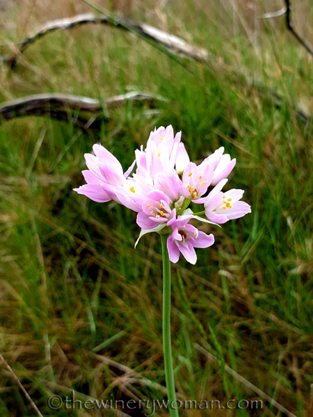 Vineyard_walk8_5.7.19_TWW