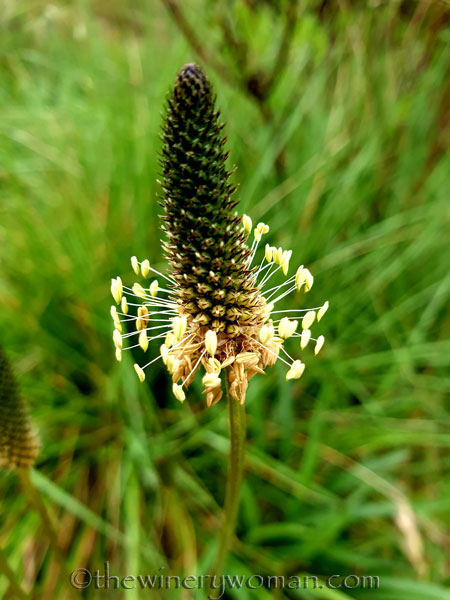 Vineyard_walk9_5.7.19_TWW