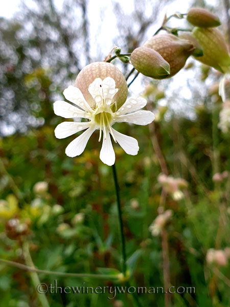 Vineyard_walk_5.7.19_TWW