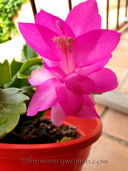 Christmas_Cactus2_6.6.19_TWW