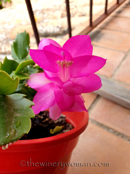 Christmas_Cactus3_6.6.19_TWW