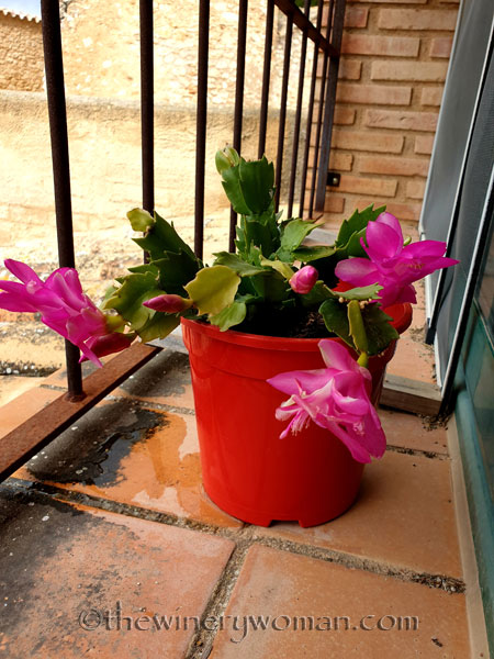 Christmas_Cactus_6.6.19_TWW