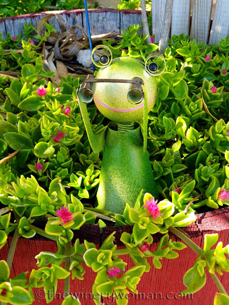 Garden_Frog2_5.31.19_TWW