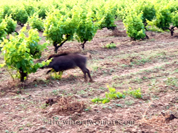Jabali_in_the_vineyard10_6.11.19_TWW