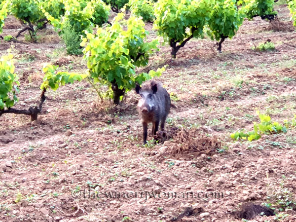 Jabali_in_the_vineyard12_6.11.19_TWW