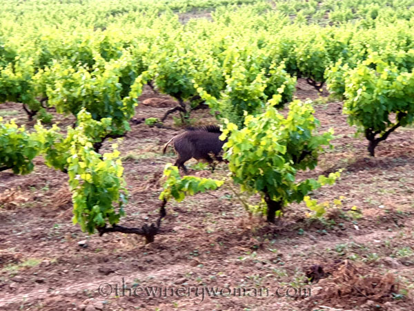 Jabali_in_the_vineyard13_6.11.19_TWW