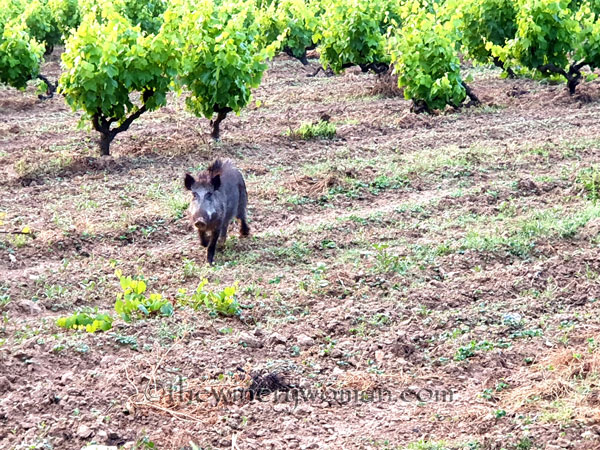 Jabali_in_the_vineyard14_6.11.19_TWW