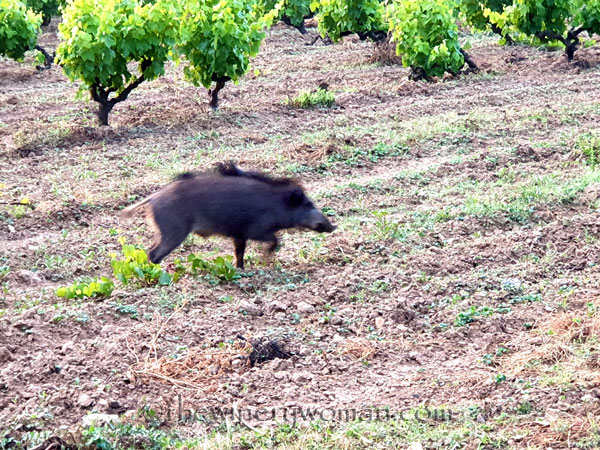 Jabali_in_the_vineyard15_6.11.19_TWW