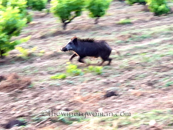 Jabali_in_the_vineyard16_6.11.19_TWW