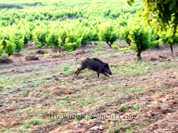 Jabali_in_the_vineyard17_6.11.19_TWW