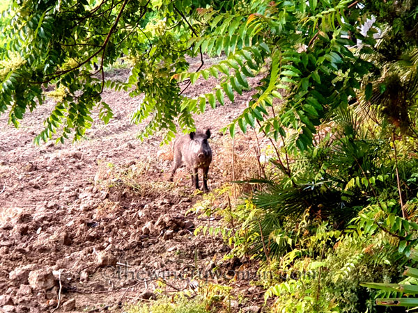 Jabali_in_the_vineyard18_6.11.19_TWW