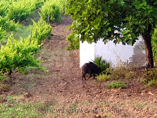 Jabali_in_the_vineyard2_6.11.19_TWW