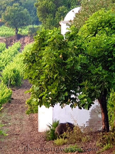 Jabali_in_the_vineyard3_6.11.19_TWW