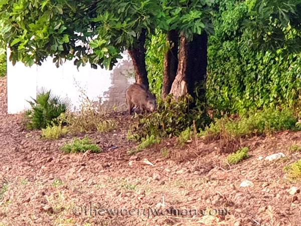 Jabali_in_the_vineyard4_6.11.19_TWW