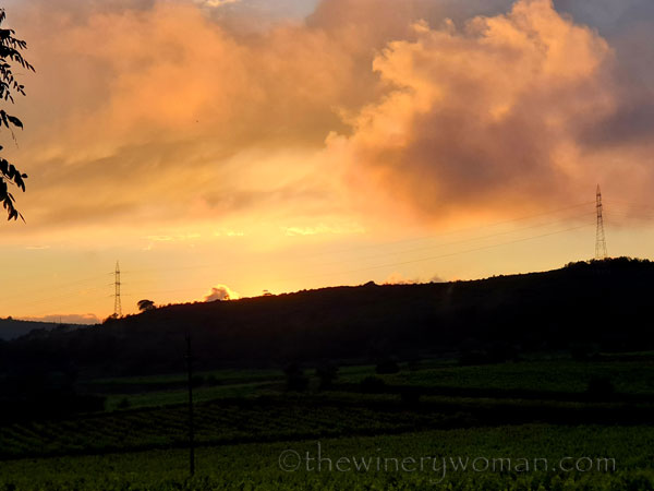 Jabali_in_the_vineyard6_6.11.19_TWW