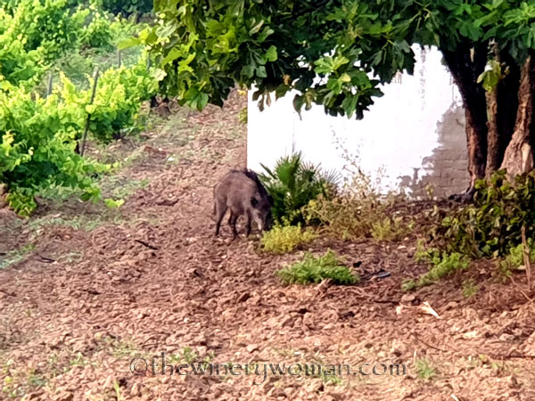Jabali_in_the_vineyard7_6.11.19_TWW