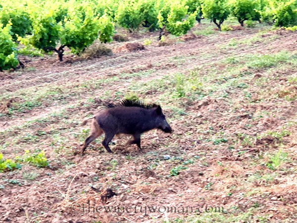 Jabali_in_the_vineyard8_6.11.19_TWW