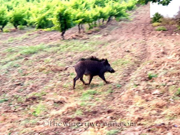 Jabali_in_the_vineyard9_6.11.19_TWW