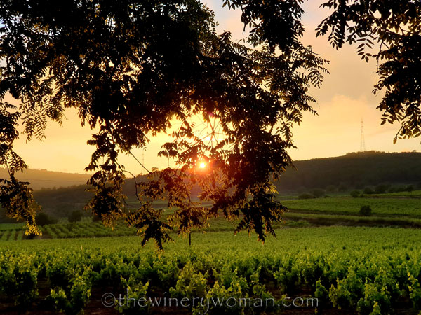Sunset_Vineyard10_6.11.19_TWW