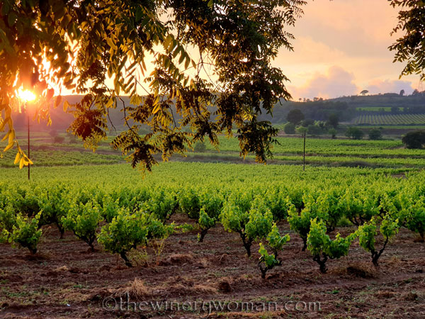 Sunset_Vineyard12_6.11.19_TWW