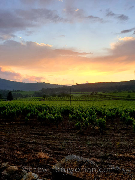 Sunset_Vineyard17_6.11.19_TWW