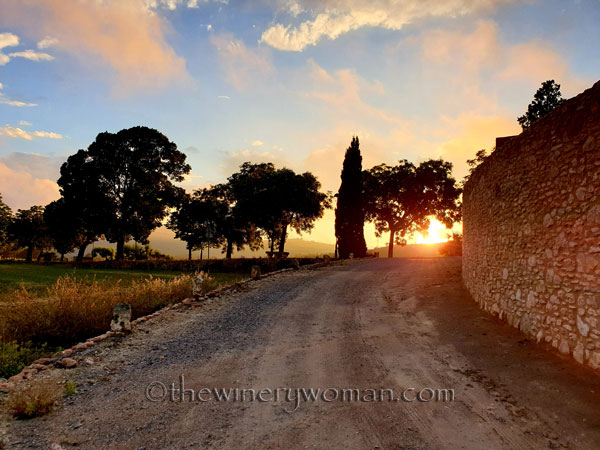 Sunset_Vineyard4_6.11.19_TWW