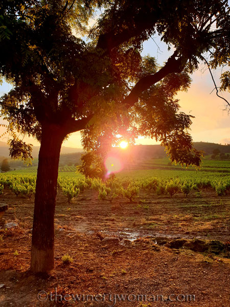 Sunset_Vineyard6_6.11.19_TWW
