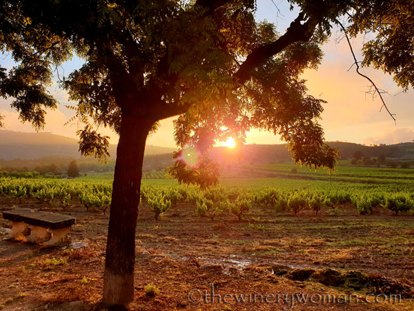 Sunset_Vineyard7_6.11.19_TWW