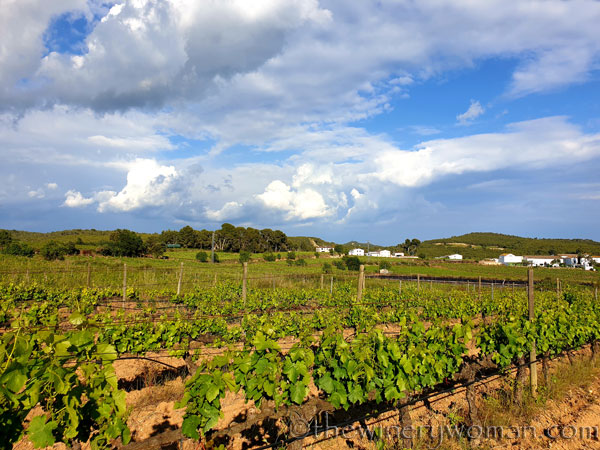 Vineyard_walk2_5.25.19_TWW