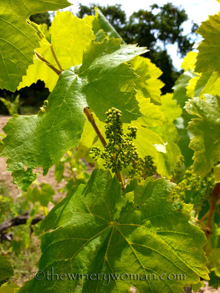 Vineyard_walk2_5.29.19_TWW