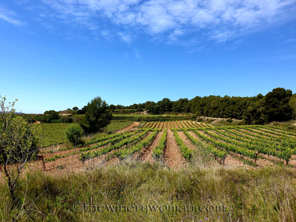 Vineyard_walk3_5.29.19_TWW