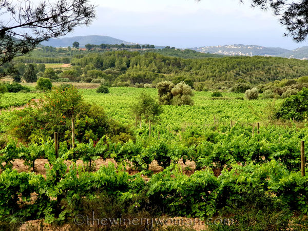 Vineyard_Walk3_6.25.19_TWW