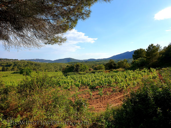 Vineyard_walk4_5.25.19_TWW