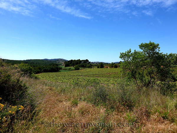 Vineyard_walk4_5.29.19_TWW