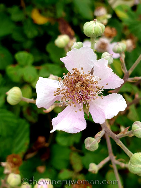 Vineyard_Walk4_6.25.19_TWW