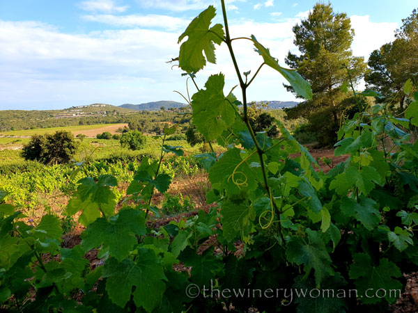 Vineyard_walk5_5.25.19_TWW